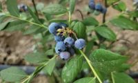 蓝莓果树生长发育过程图_蓝莓树苗生长过程